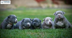 Do đặc điểm về khung xương cũng như cơ bắp, pitbull nổi tiếng gan lỳ, bền bỉ và đặc biệt hiếu chiến nếu bị kích động. HÆ°á»›ng Dáº«n Cach Nuoi Cho Bully Má»¹ Con Cho NgÆ°á»i Má»›i Báº¯t Ä'áº§u
