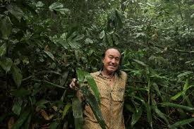 Image result for Dracaena aubryana