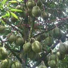 Durian musang king merupakan tanaman tropis yang hidup di asia tenggara yang sangat terkenal oleh kalangan masyarakat indonesia maupun luar negri. Bibit Durian Musang King Okulasi Asli Pertanian Shopee Indonesia