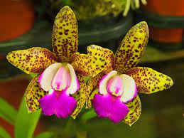 Questo è il colore naturale dell'orchidea. Orchidee Ifioridimark Giardinaggio Fai Da Te Piante Da Appartamento Piante Giardini Girasoli Fiori Rose Arredo Terrazzo Tulipani