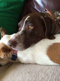 Check spelling or type a new query. Gsp And Jack Russell Terrier Jack Russell Terrier Jack Russell German Shorthaired Pointer