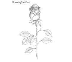 Just like anything else that you do in your life, drawing is a skill. How To Draw A Rose