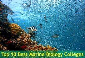 Education needed to be a marine biologist. Top 10 Best Marine Biology Colleges In The Usa Bioexplorer Net