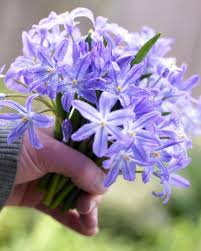 Image result for Xylopia odoratissima