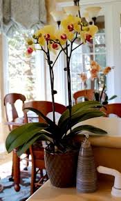Orchid Light And Temperature Orchid Care Just Add Ice Orchids Beautiful Orchids Orchid Care Orchids