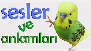 muhabbet kusu sesleri anlamlari youtube