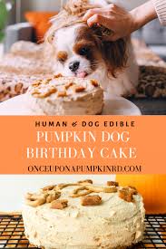 Dog cake recipe for a two layer cake frosted with fluffy frosting made with wholesome dog friendly dog cake for dozer's birthday! Pumpkin Dog Birthday Cake Once Upon A Pumpkin