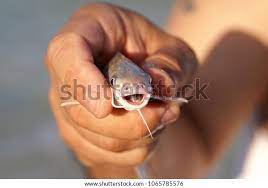 Catch Day Baby Saltwater Catfish Stock Photo Edit Now 1065785576