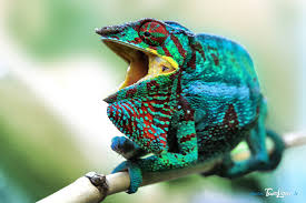 Le Cameleon Panthere Ou L Endormi Reptiles Faune Ote La Reunion Cameleon La Reunion Panthere