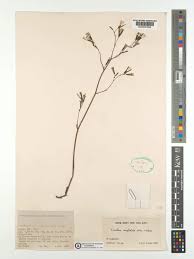 Image result for Launaea rarifolia