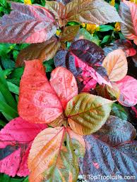 Image result for Acalypha allenii