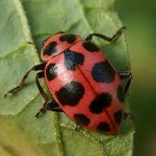 Image result for Brownleea maculata