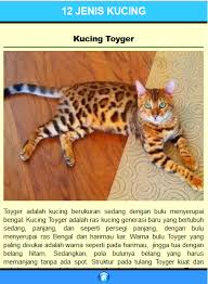 Kucing hutan merupakan kucing yang tersebar di seluruh dunia, dan memiliki banyak jenis, apa saja jenis kucing hutan tersebut, berikut ulasannya. Kucing Ras Kucing Snow Bengal Arini Gambar