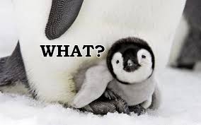 This adorable grey bundle of joy just made the calgary zoo 100x cuter. Adelie Penguin Cute Penguins Baby Animals Baby Penguins