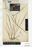 Image result for Kyllinga alba