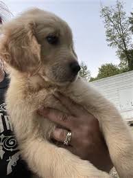 Great with kids, awesome temperament. Golden Retriever Pets Classifieds Oregonlive Com