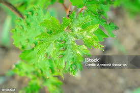 Image result for Calepitrimerus vitis