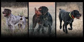The wirehaired pointing griffon is a versatile, capable hunting dog, pointer and gundog that is bred to work in any terrain. Breed Breakdown Which Wirehair Is Which
