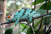 Hanno occhi che ruotano in modo vivono nella bassa boscaglia delle foreste del madagascar le 4 nuove specie di camaleonte del. Calumma Wikipedia