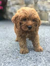 Riley Mini Goldendoodle Puppy Goldendoodle Puppy Mini Goldendoodle Puppies Mini Goldendoodle