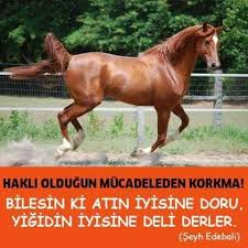 Mursel Duru Adli Kullanicinin Personal Development Kisisel Gelisim Panosundaki Pin Atlar Hayvanlar Hayvanlar Alemi