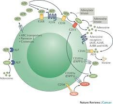 Image result for Adenosine