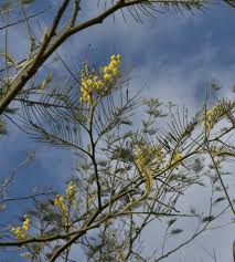 Image result for Acacia dealbata