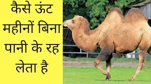 A female camel is called cow. à¤• à¤¸ à¤Š à¤Ÿ à¤®à¤¹ à¤¨ à¤¬ à¤¨ à¤ª à¤¨ à¤• à¤°à¤¹ à¤² à¤¤ à¤¹ How Camel Survive Without Water Youtube