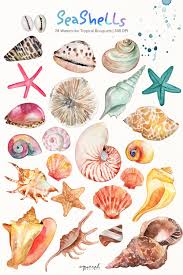 Excited To Share This Item From My Etsy Shop Watercolor Seashells Clipart Summer Clipart Beach Clipart Seashell Clipart Beach Clipart Nautical Clipart