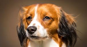 Het nederlandse kooikerhondje is een gevoelige, intelligente en levendige hond. 5 Things To Know About Kooikerhondjes