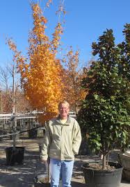 We are happy to say that we now have a large supply of maples in both 5 and 15 gallon containers ready for sale. Dan S Plant Pick Of The Week Bigtooth Maple Covingtons