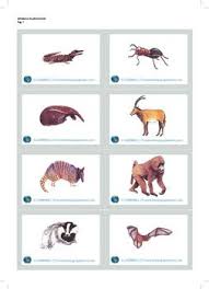 Teach Animals With These Hand Drawn Pictures Flashcards Animal Study Toddler Sunday School