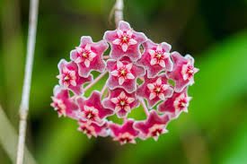Image result for hoya plant flower