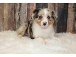 View our wide variety of available puppies for sale including golden retriever, pomeranian, german shepherd, lab puppies & more at petland in chicago and naperville, illinois. Mini Aussie Dog Female Blue Merle 2819048 Petland Racine Wi