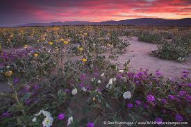 This post will be updated with the latest flower photos. Anza Borrego Wildflower Update 2015 Photo Blog Niebrugge Images