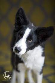 Bordercollie Head Tilts Are The Best Even If She Is My Little Puppy Cactuscanine Petphotography Collie Puppies World Cutest Dog Crazy Dog Lady