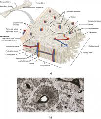 Bone Classification And Structure Anatomy And Physiology