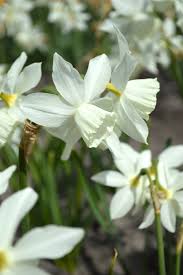 Mini Daffodil Thalia Daffodils Daffodil Bulbs Fall Plants