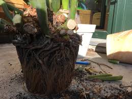 Zz plant leaves curling due to too much water. Got Giftend A Zz Plant Very Root Bound Houseplants