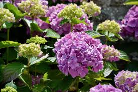 Watch the video explanation about how to divide a hydrangea : Rediscovering A Classic A Variety Of Hydrangeas Whitney S Farm Market Garden Center