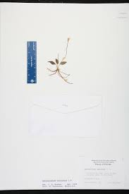 Image result for Ophioglossum gomezianum