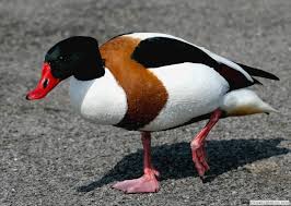 British Ducks Identify Uk Ducks Wildfowl Photography