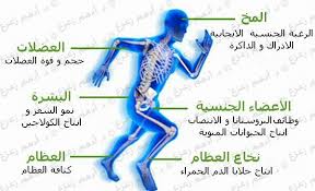 Pin On دعامة القضيب