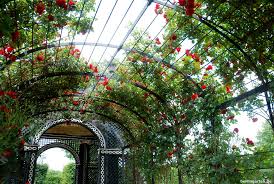 Rosen In Wien Schlendern Durch Volksgarten Und Schonbrunn Berlingarten