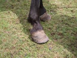 In this post we've put together some helpful information to answer all these questions! Signs Of Laminitis Signs Of Laminitis Equine Hospital University Of Liverpool