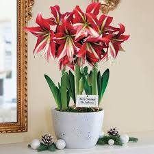 Amaryllis Bulb Gifts The Most Popular Holiday Gift Plant Amaryllis Bulbs Amaryllis Plant Container Flowers