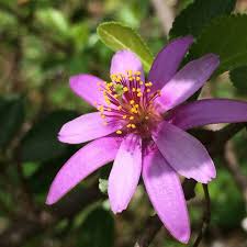 Image result for Malvaceae subfamily Grewioideae