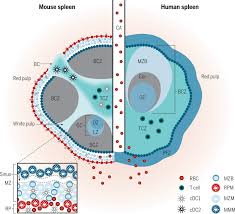 The spleen's primary functions are to filter the blood and help defend the body against pathogens. Structure And Function Of The Immune System In The Spleen Science Immunology