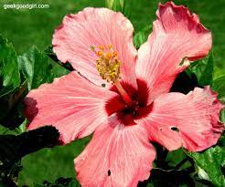 Hibiscus Flower Blooming Flowers Hibiscus Hibiscus Flowers