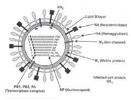 Many different strains of bird flu are present in china and some sporadically infect people, usually those working with poultry in chicken factories. 1 Structure Of Swine Flu Showing Different Rna Strands One Strand Download Scientific Diagram